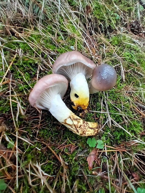 sliziak mazľavý Gomphidius glutinosus (Schaeff.) Fr.