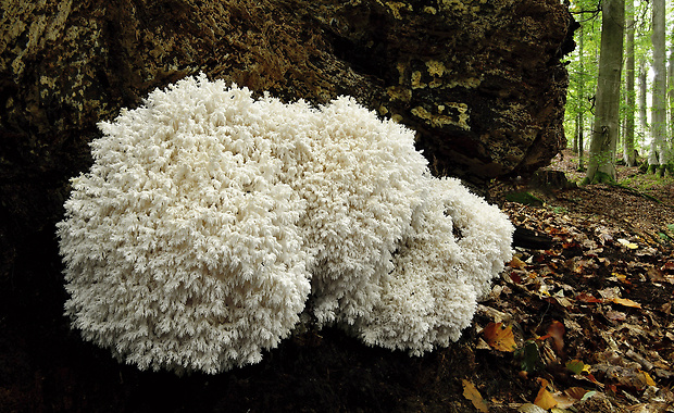 koralovec bukový Hericium coralloides (Scop.) Pers.