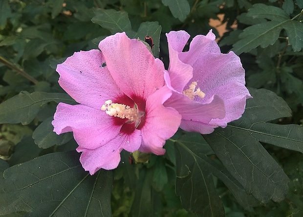 ibištek sýrsky Hibiscus syriacus L.