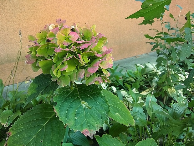 hortenzia Hydrangea sp.