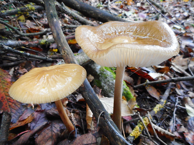 sliznačka koreňujúca Hymenopellis radicata (Relhan) R.H. Petersen