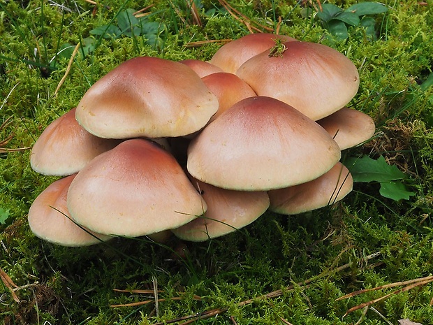 strapcovka tehlovočervená Hypholoma lateritium (Schaeff.) P. Kumm.