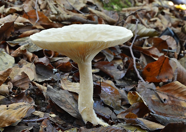 strmuľka veľká Infundibulicybe geotropa (Bull.) Harmaja