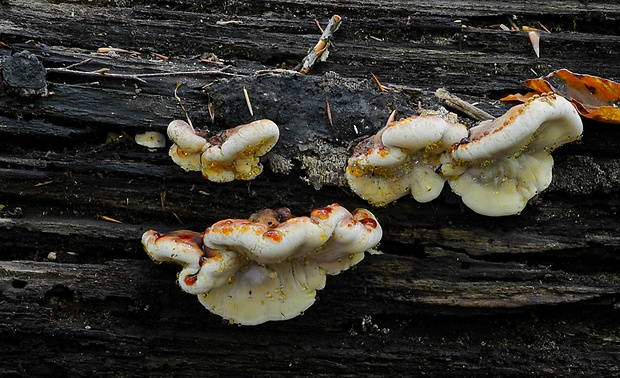 smolokôrovka buková Ischnoderma resinosum (Schrad.) P. Karst.