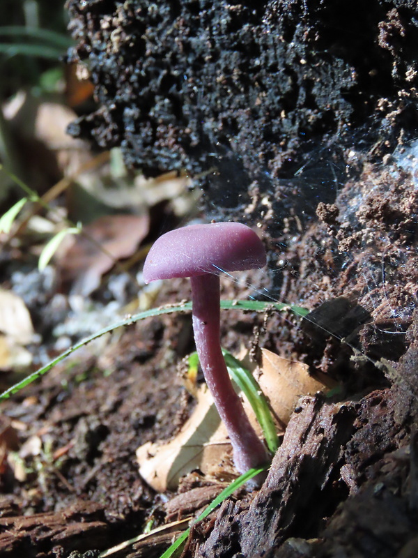 lakovka ametystová Laccaria amethystina (Huds.) Cooke