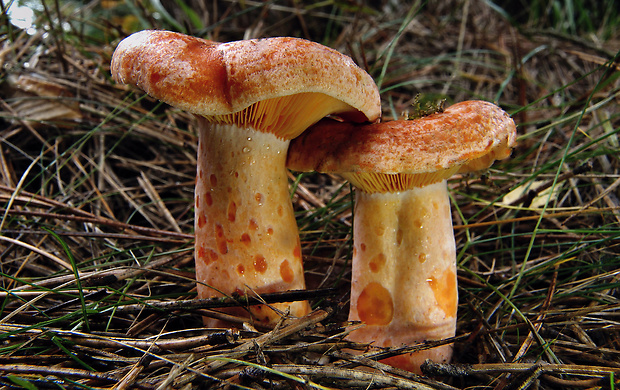 rýdzik pravý Lactarius deliciosus (L.) Gray