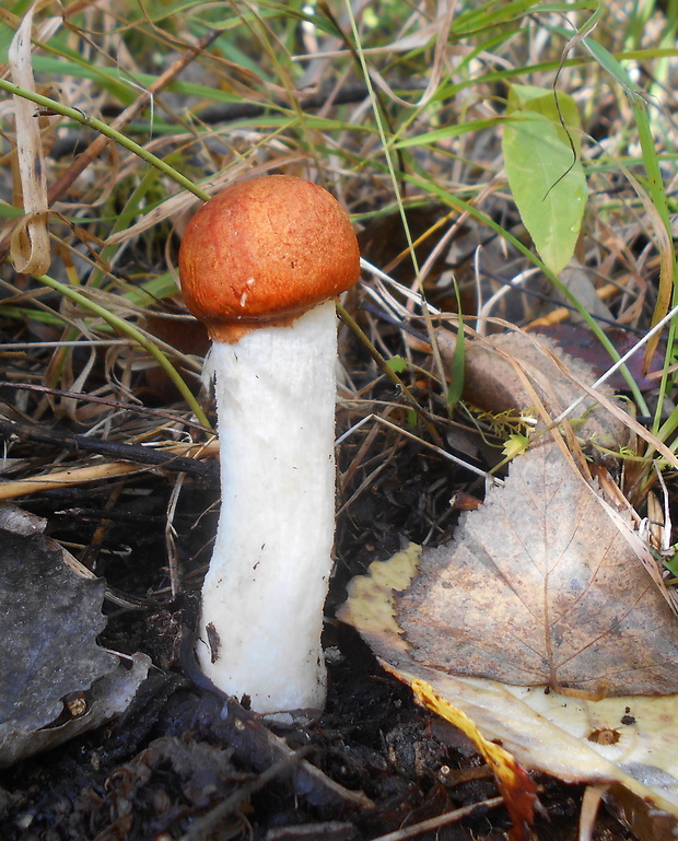 kozák osikový Leccinum albostipitatum den Bakker & Noordel.