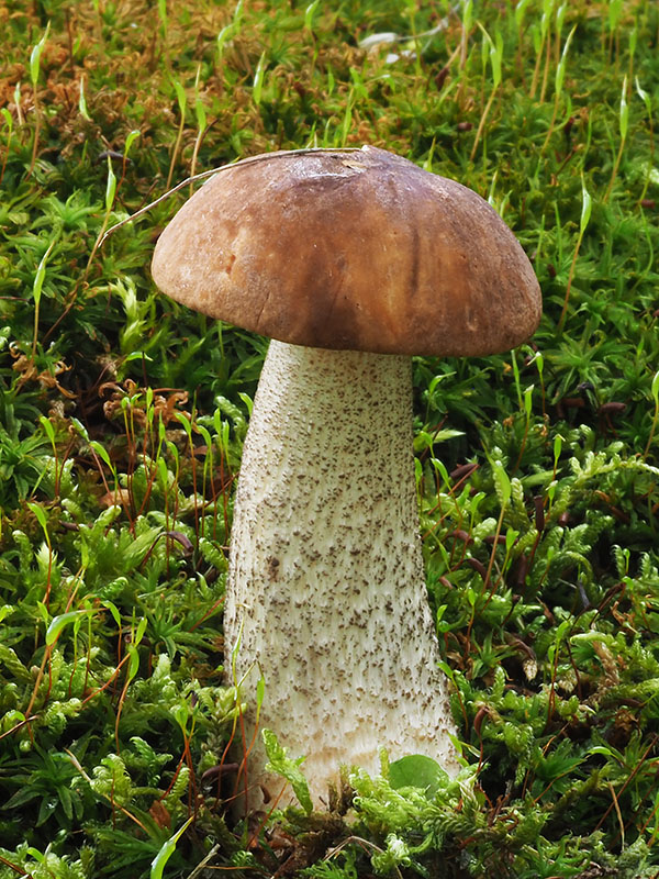 kozák brezový Leccinum scabrum (Bull.) Gray