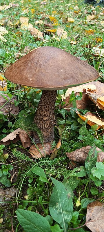 kozák brezový Leccinum scabrum (Bull.) Gray