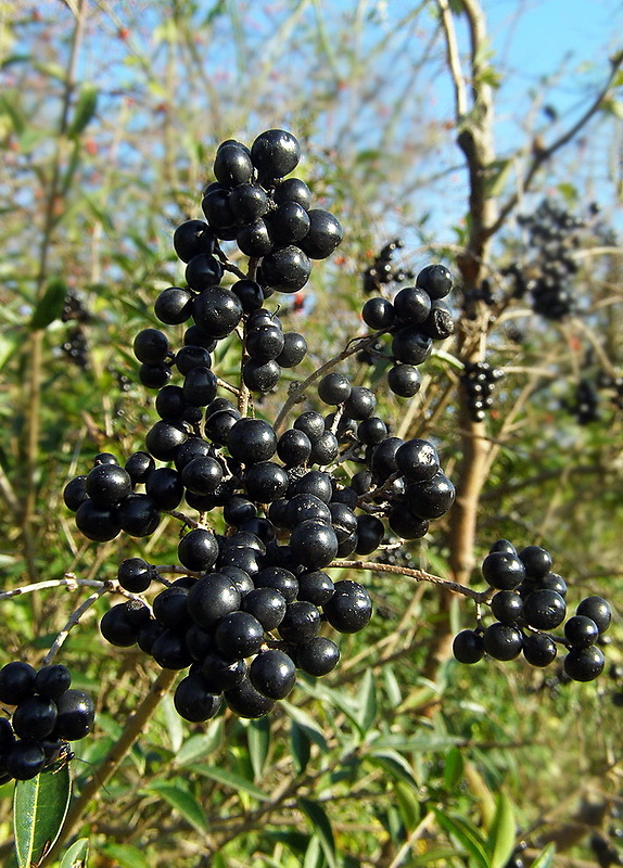 vtáči zob Ligustrum vulgare  L.