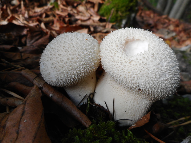 prášnica huňatá Lycoperdon umbrinum Hornem.