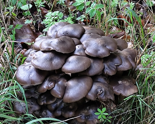 strmulec Lyophyllum sp.