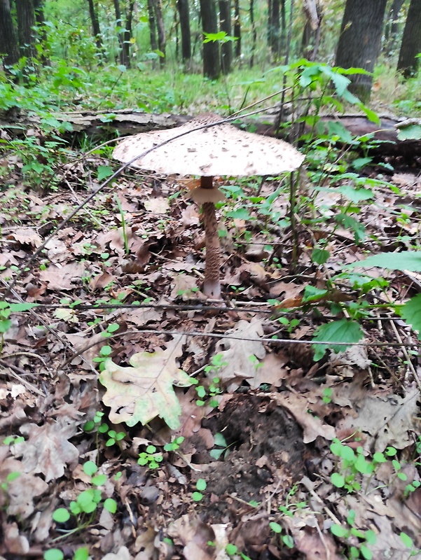 bedľa vysoká Macrolepiota procera (Scop.) Singer