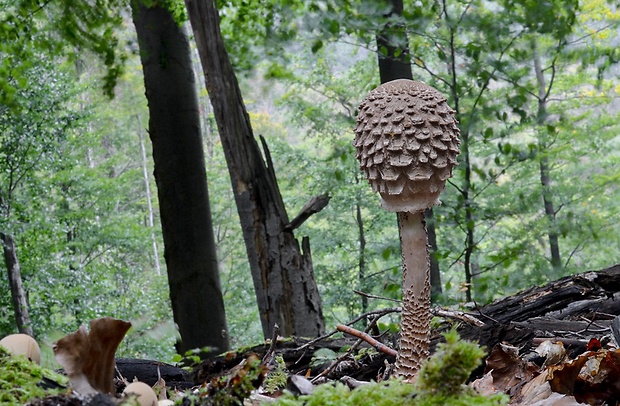 bedľa vysoká Macrolepiota procera (Scop.) Singer