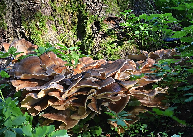 vejárovec obrovský Meripilus giganteus (Pers.) P. Karst.