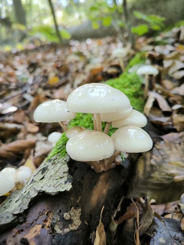 sliznačka obyčajná Mucidula mucida (Schrad.) Pat.