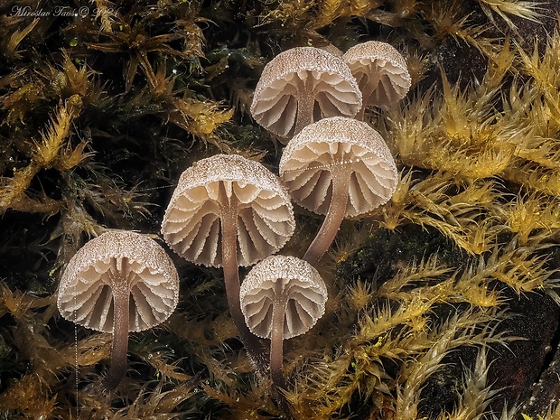 prilbička pomúčená Mycena meliigena (Berk. & Cooke) Sacc.