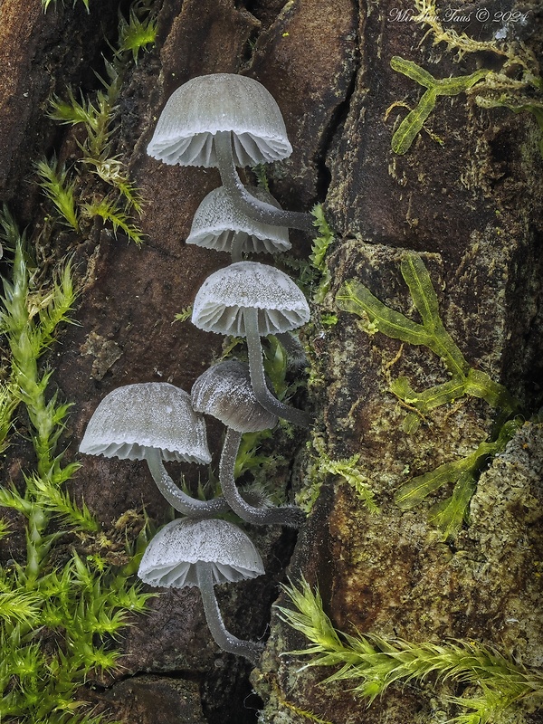 prilbička modrosivá Mycena pseudocorticola Kühner