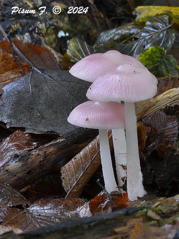 prilbička ružovkastá Mycena rosea Gramberg