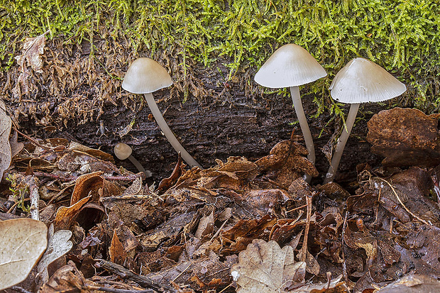 prilbička Mycena sp.