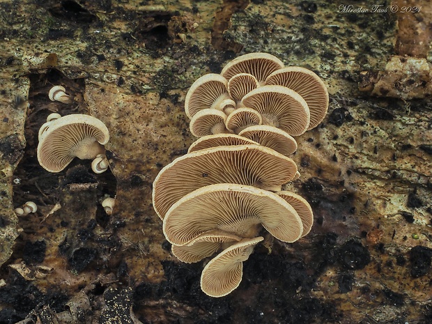 pňovka obyčajná Panellus stipticus (Bull.) P. Karst.