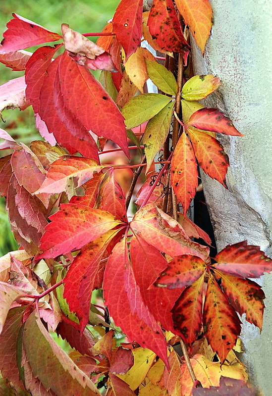 pavinič päťlistý Parthenocissus quinquefolia (L.) Planch.