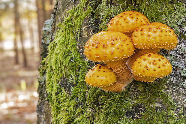 šupinovka slizká Pholiota adiposa (Batsch) P. Kumm.