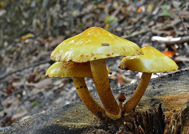 šupinovka slizká Pholiota adiposa (Batsch) P. Kumm.