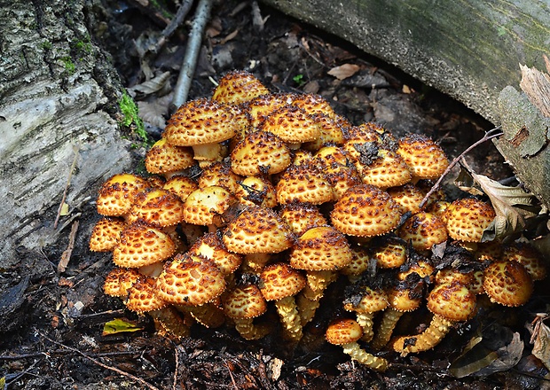 šupinovka šupinatá Pholiota squarrosa (Vahl) P. Kumm.