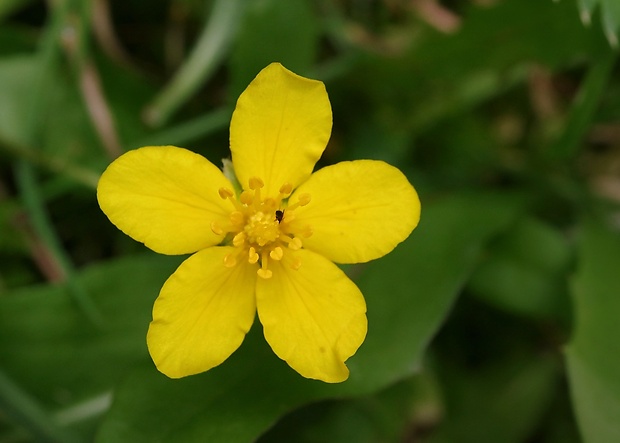 nátržník plazivý Potentilla reptans L.