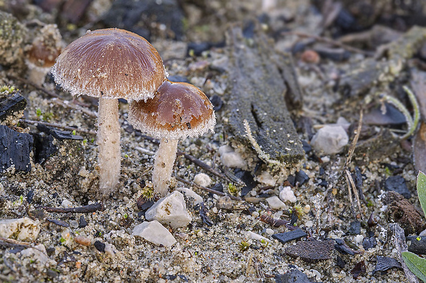 drobuľka páperistá Psathyrella pennata (Fr.) A. Pearson & Dennis