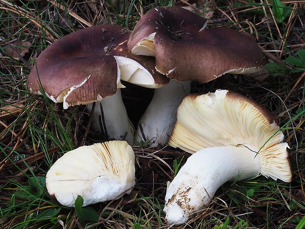 plávka statná Russula cf. faginea Romagn. ex Romagn.