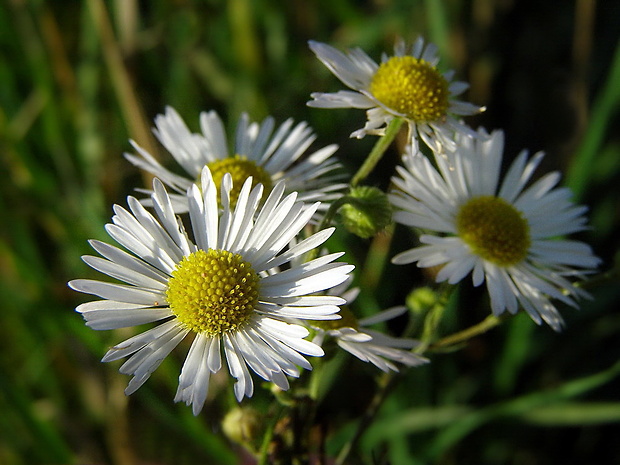 hviezdnik ročný Stenactis annua (L.) Nees