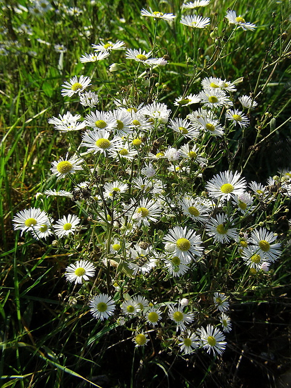 hviezdnik ročný Stenactis annua (L.) Nees