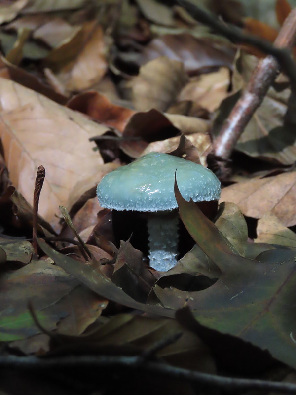 golierovka zelenkastá Stropharia aeruginosa (Curtis) Quél.