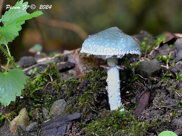 golierovka zelenomodrá Stropharia caerulea Kreisel