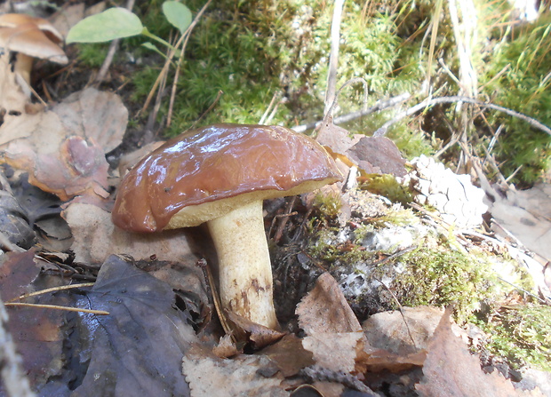 masliak obyčajný Suillus luteus (L.) Roussel