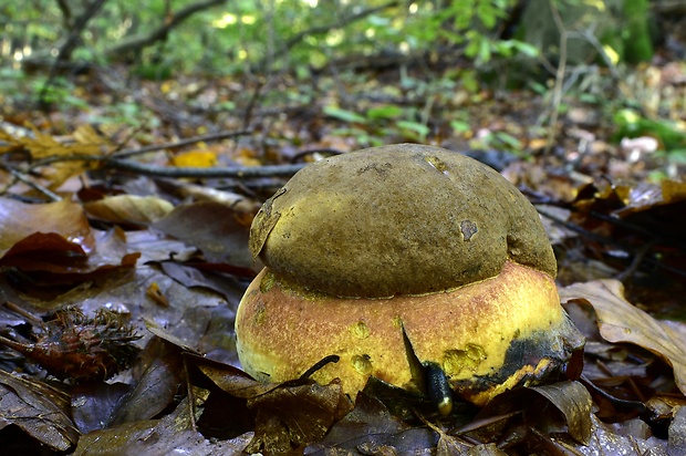 hríb zrnitohlúbikový Sutorius luridiformis (Rostk.) G. Wu & Zhu L. Yang