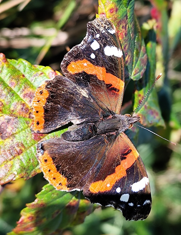 babôčka admirálska  Vanessa atalanta