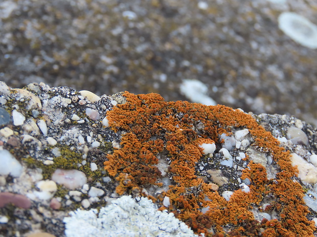 diskovník oranžový Xanthoria elegans (Link) Th. Fr.