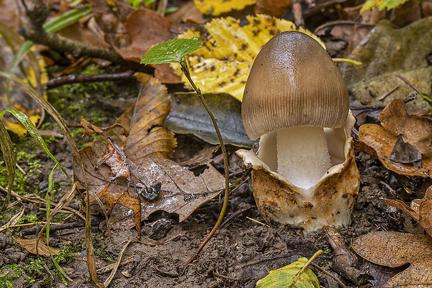 muchotrávka veľkopošvatá Amanita magnivolvata Aalto