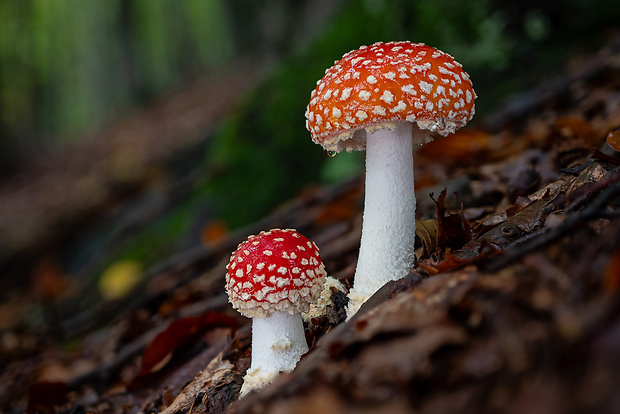 muchotrávka červená Amanita muscaria (L.) Lam.