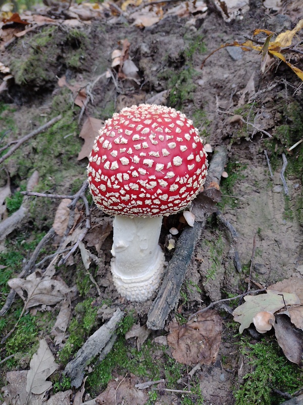 muchotrávka červená Amanita muscaria (L.) Lam.