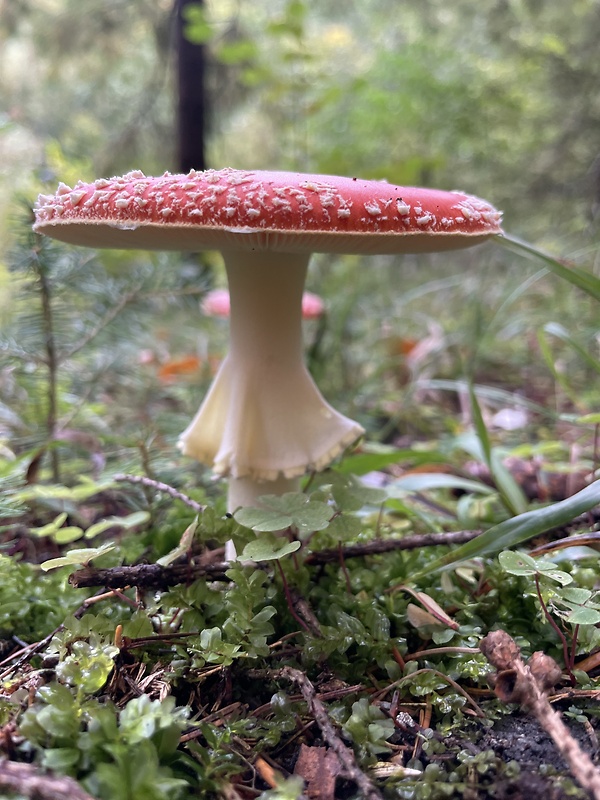 muchotrávka červená Amanita muscaria (L.) Lam.