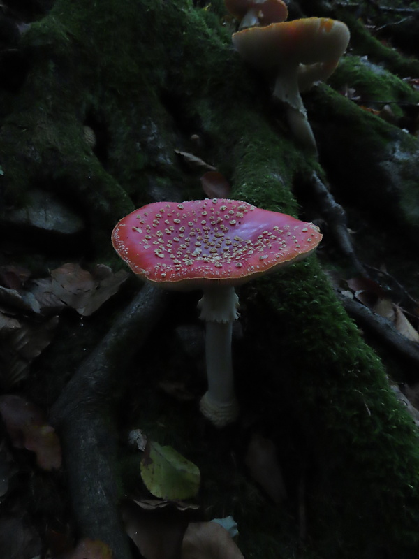 muchotrávka červená Amanita muscaria (L.) Lam.