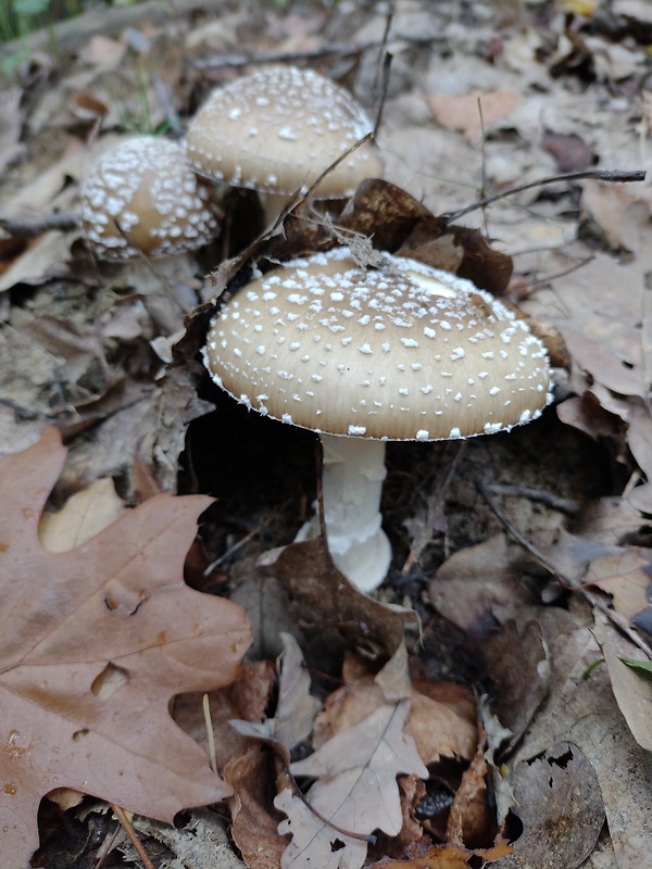 muchotrávka tigrovaná Amanita pantherina (DC.) Krombh.