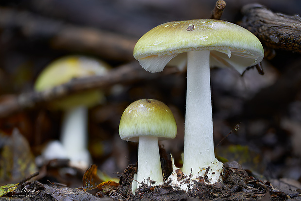 muchotrávka zelená Amanita phalloides (Vaill. ex Fr.) Link