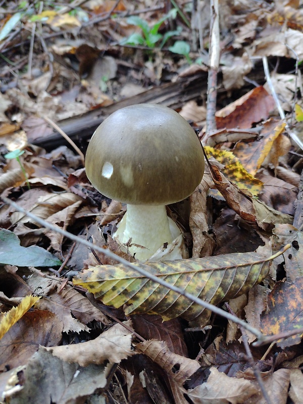 muchotrávka zelená Amanita phalloides (Vaill. ex Fr.) Link