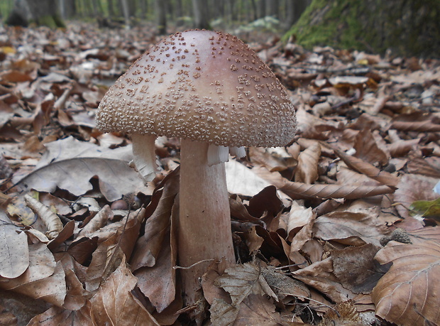 muchotrávka červenkastá Amanita rubescens Pers.