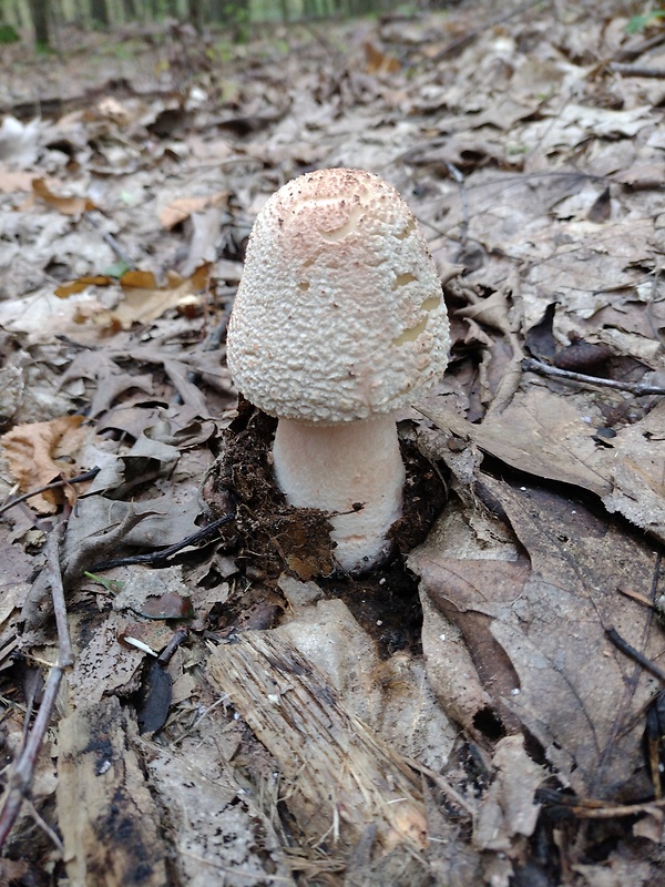 muchotrávka červenkastá Amanita rubescens Pers.